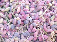 Taze Antep Fıstığı Nasıl Kavrulur?