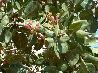 Antep Fıstığı Yetiştiriciliği Nedir ve Nasıl Yapılır?