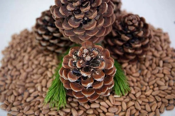 Çam Fıstığı Ağacı Türleri ve Özellikleri