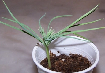 Çam Fıstığı Tohumu Türleri ve Özellikleri